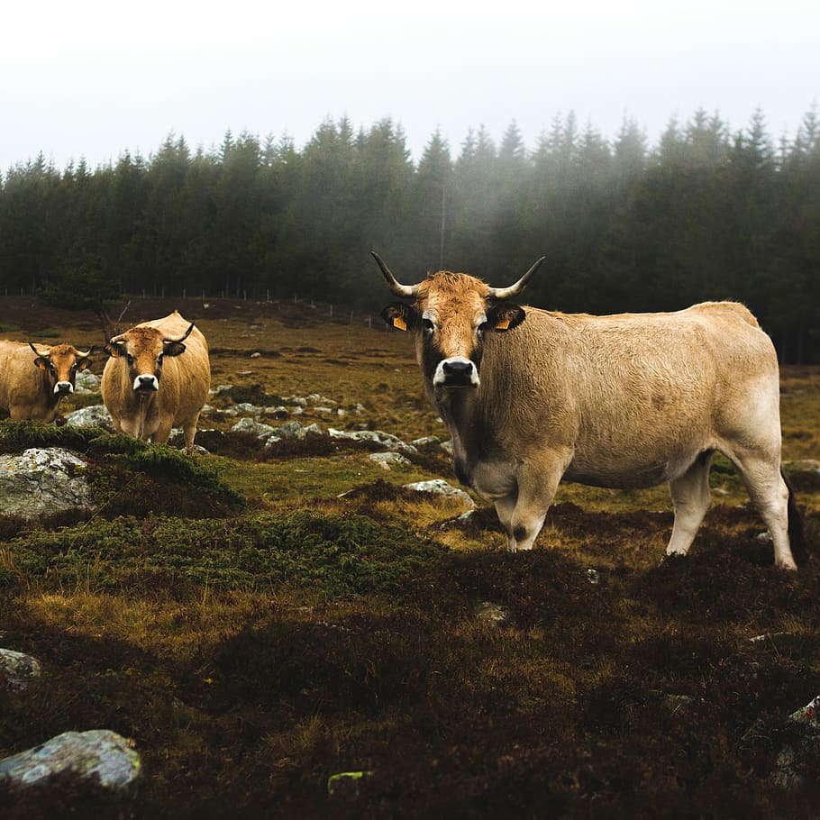 Ardèche, white goat on brown mud, cow, grass, trees, forest HD wallpaper