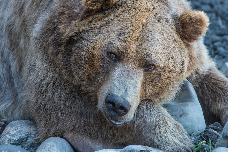 brown bear in macro lens photography, Grizzly Bear lying on rocks HD wallpaper