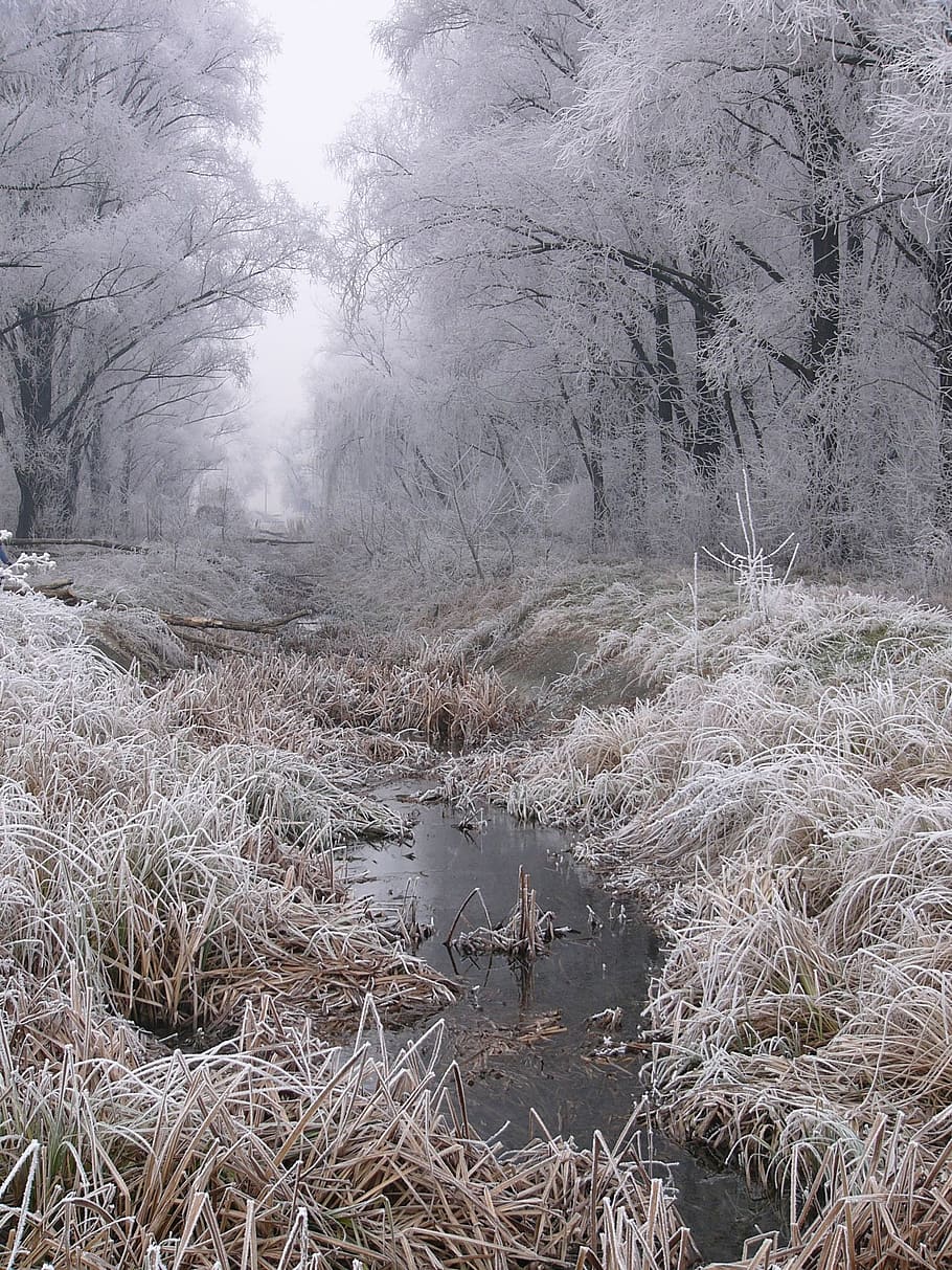 water stream along tress, winter, frost, white, snow, nature HD wallpaper