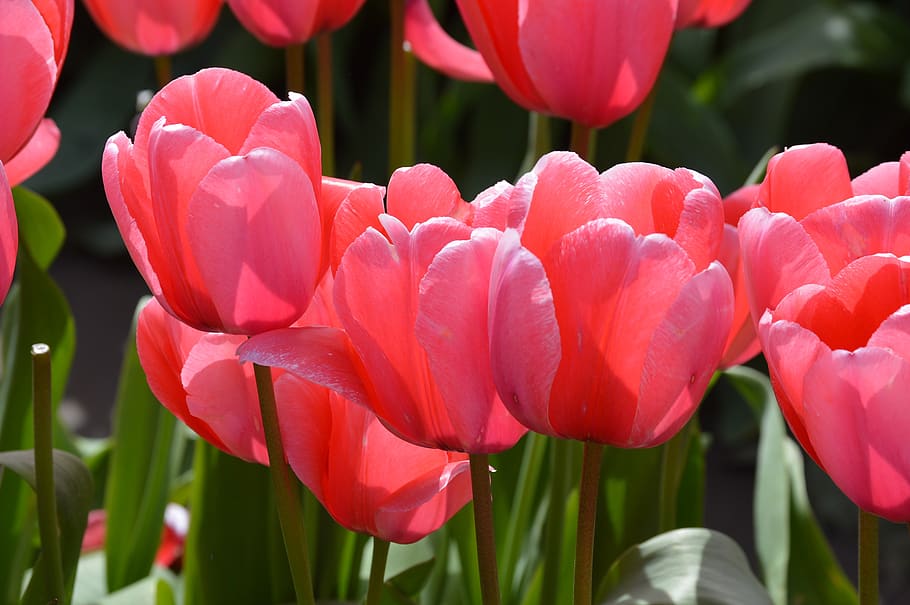 pink, red, tulips, northwest, washington, flower, purple, skagit