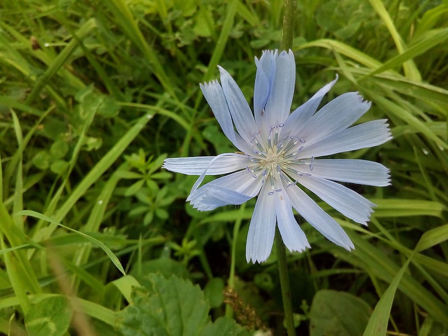 chicory, meadow grass, flower, blue, meadow flowers, summer flowers HD wallpaper