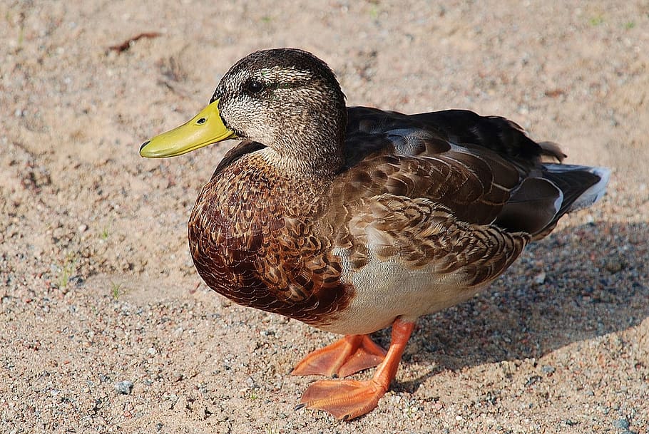 Duck, Ducks, Animal, Pets, Water, Bird, nature, head, plumage HD wallpaper