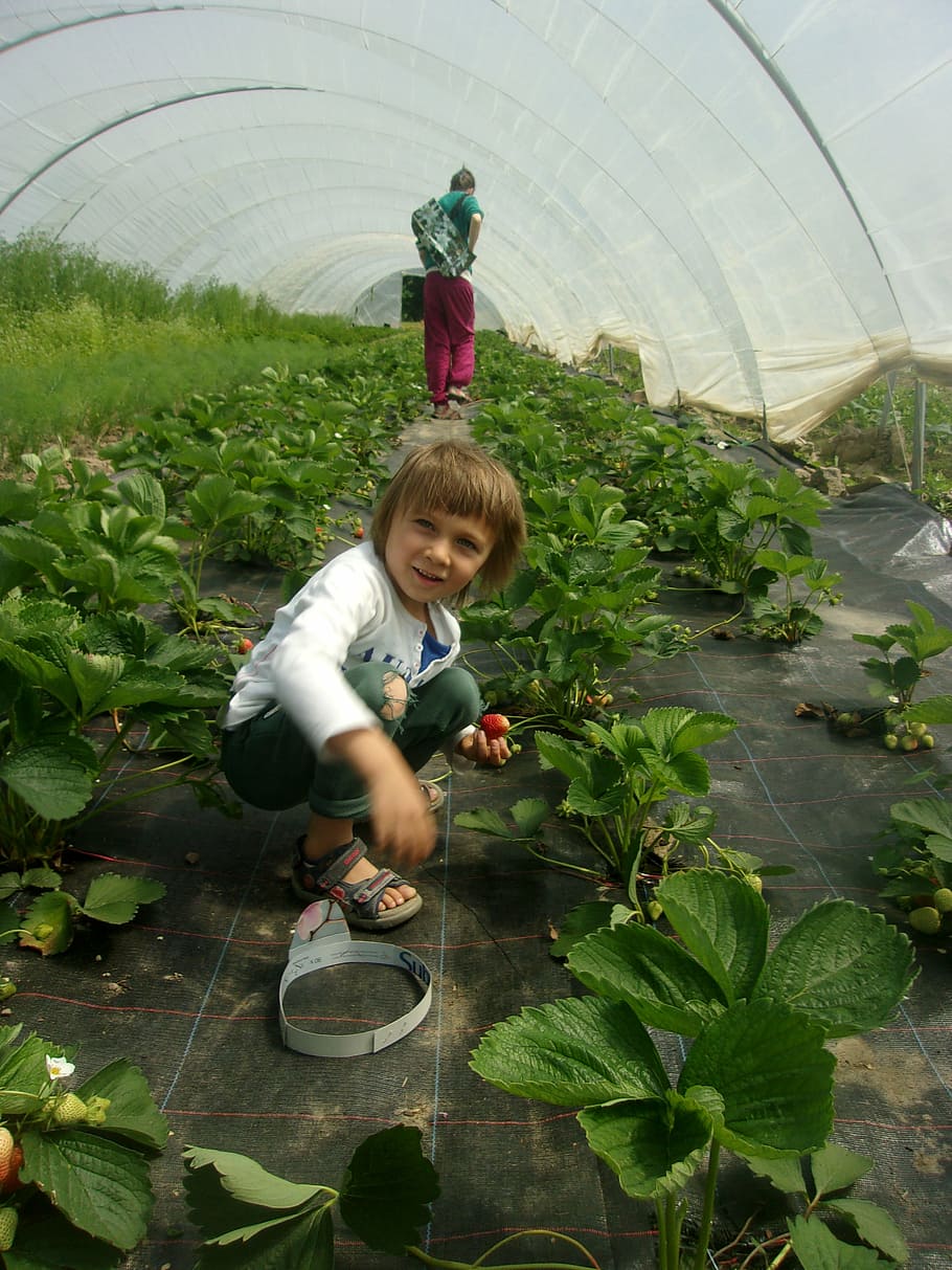 bio, vegetables, csa, agriculture, child, childhood, plant HD wallpaper