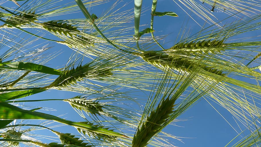ear, barley, cereals, cornfield, grain, agriculture, nature HD wallpaper