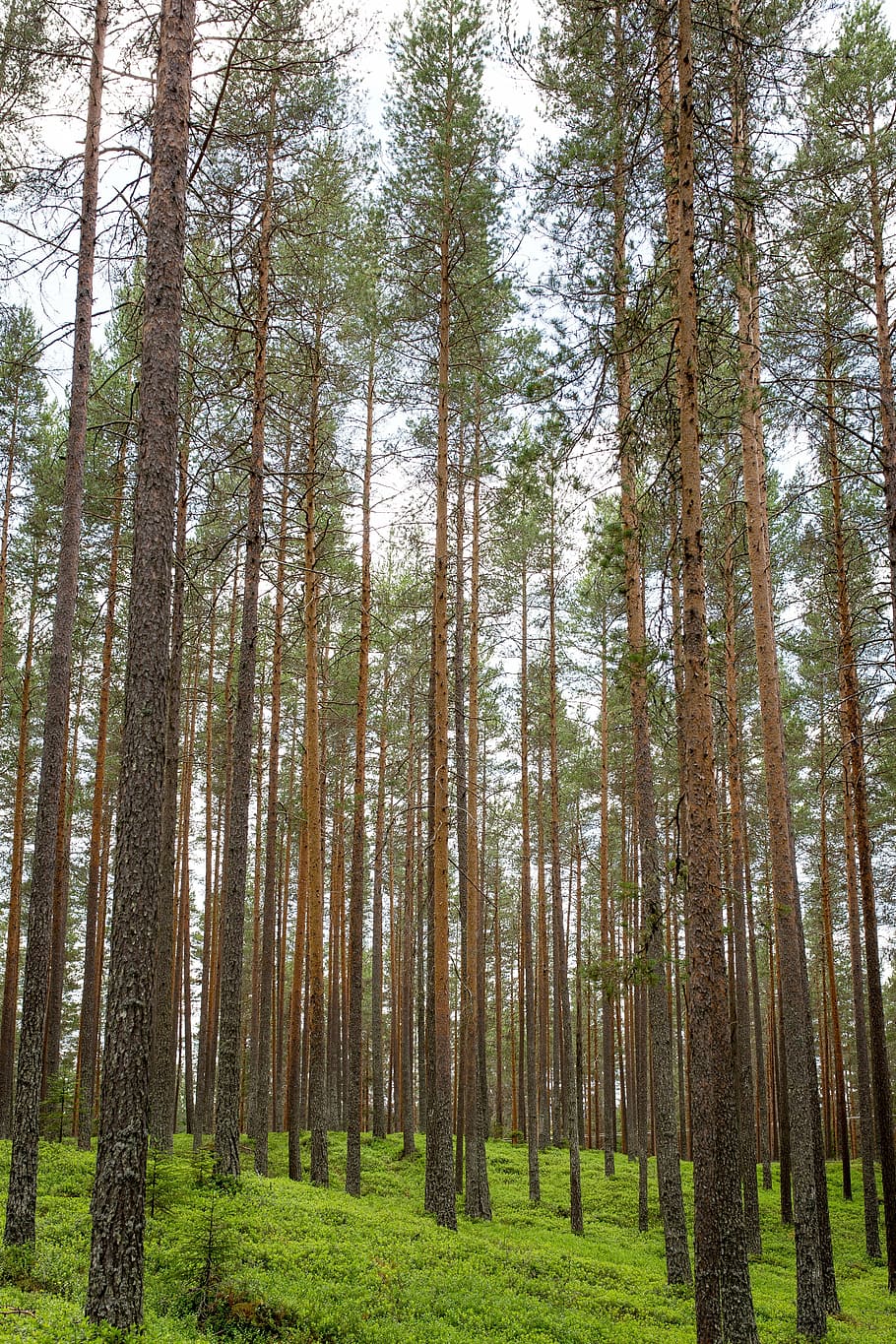 forest, trunks, vertical, straight, trees, wood, green, nature HD wallpaper