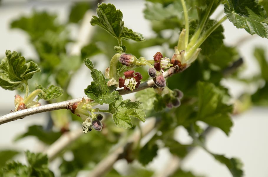 tayberry, sprout, spring, twig, nature, growing, plant, growth HD wallpaper