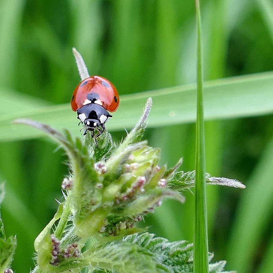 beetle, ladybug, stinging nettle, nature, meadow, animal wildlife HD wallpaper