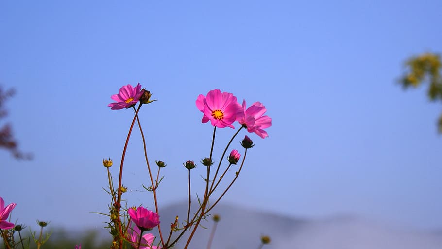 klitschko, whether or not, nature, summer, plant, flower, outdoors HD wallpaper