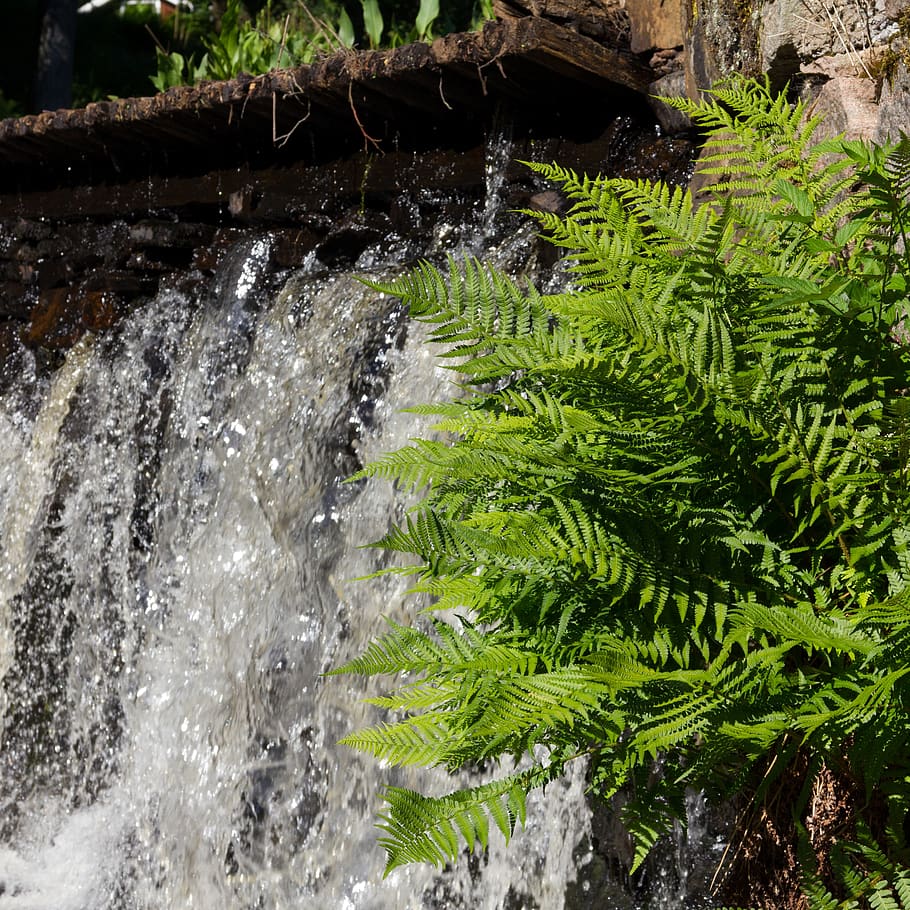 waterfall, greenery, closeup, plant, nature, motion, green color HD wallpaper
