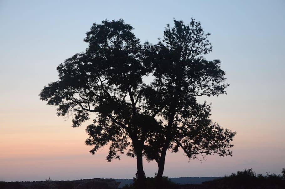 tree, against day, forest, evening, branches, sun, contrast HD wallpaper