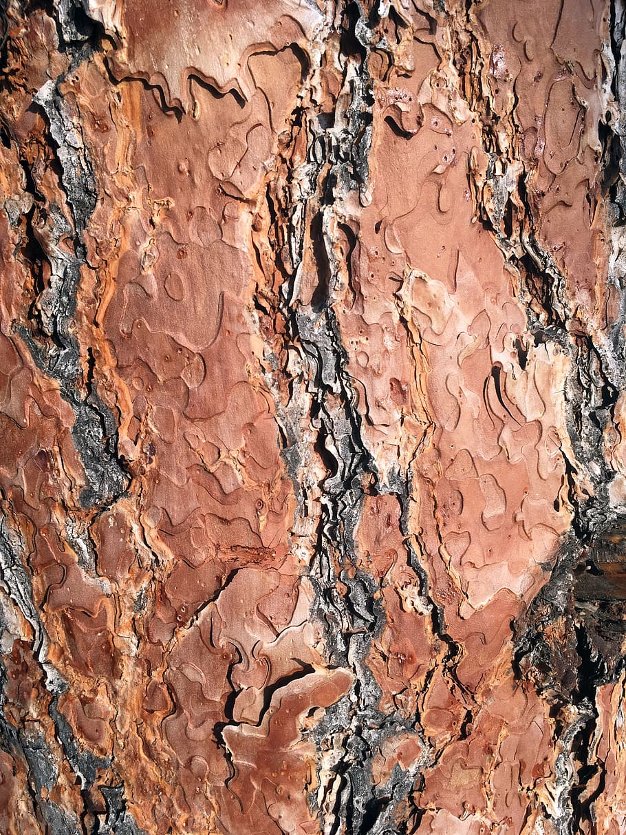 texture, wood, old, wood grain, wood texture, hickory, oak, HD wallpaper