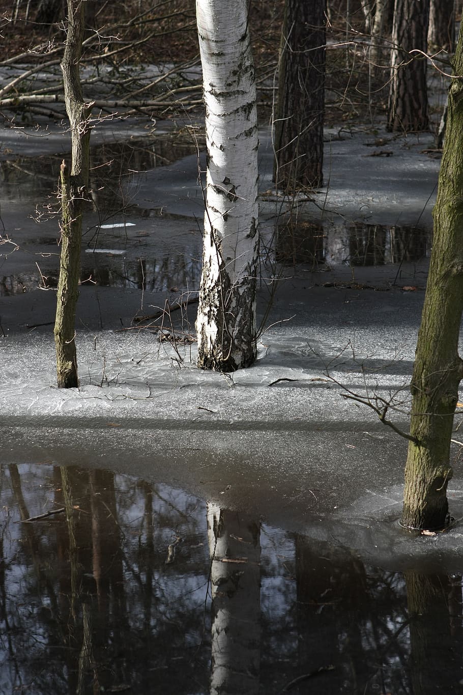 wood, nature, waters, tree, reflection, winter, plant, cold temperature HD wallpaper