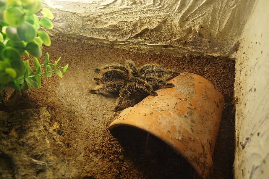 tarantula, spider, macro, creepy, fear, arachnophobia, nature HD wallpaper
