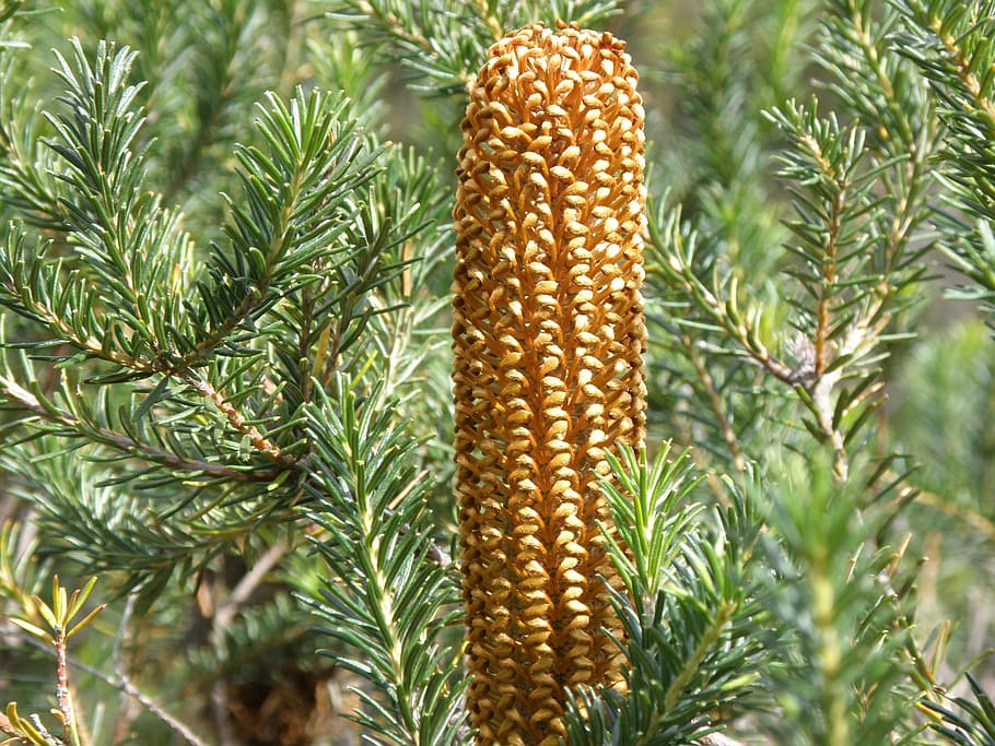evergreen, tree, spruce, australian, flora, nature, wildflower HD wallpaper