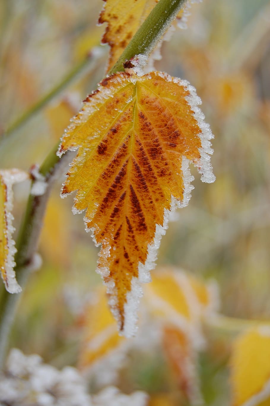 frost, autumn, leaf, hoarfrost, yellow, cold, beauty in nature HD wallpaper