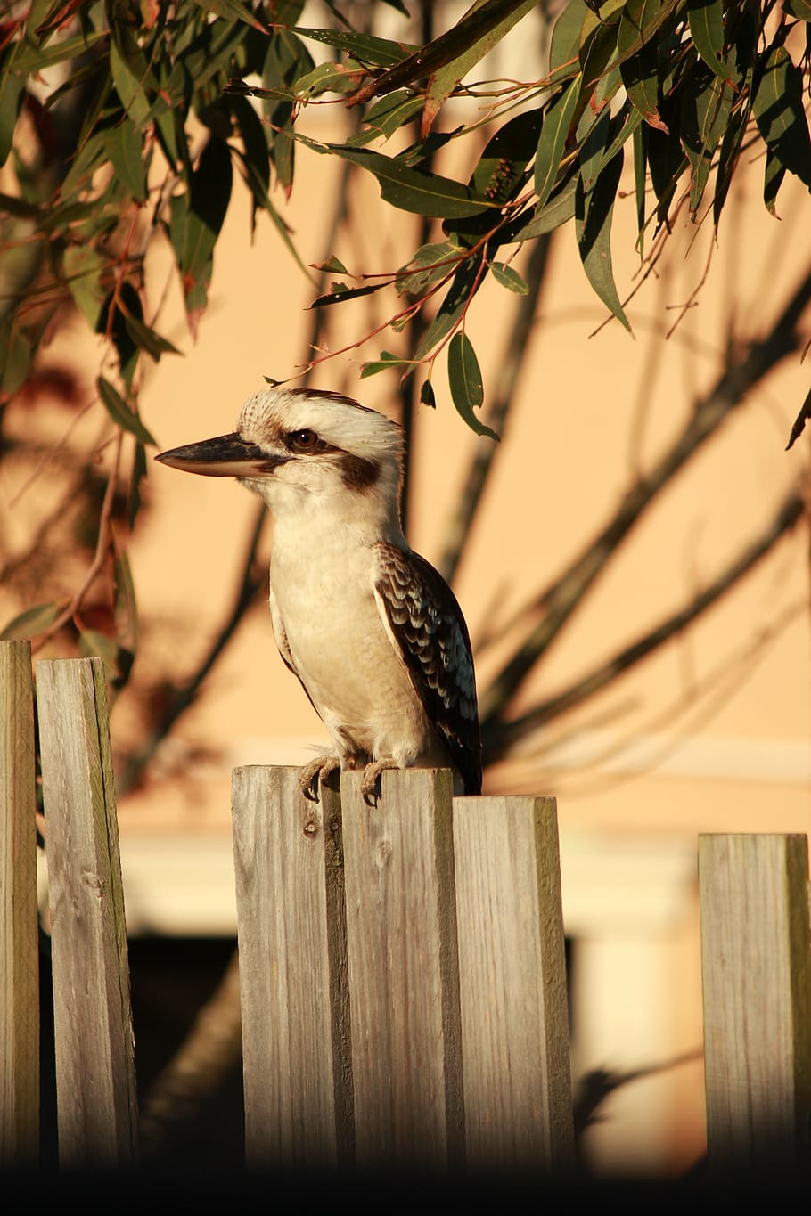 kookaburra, australian, fence, bird, nature, gum tree, vertebrate, HD wallpaper