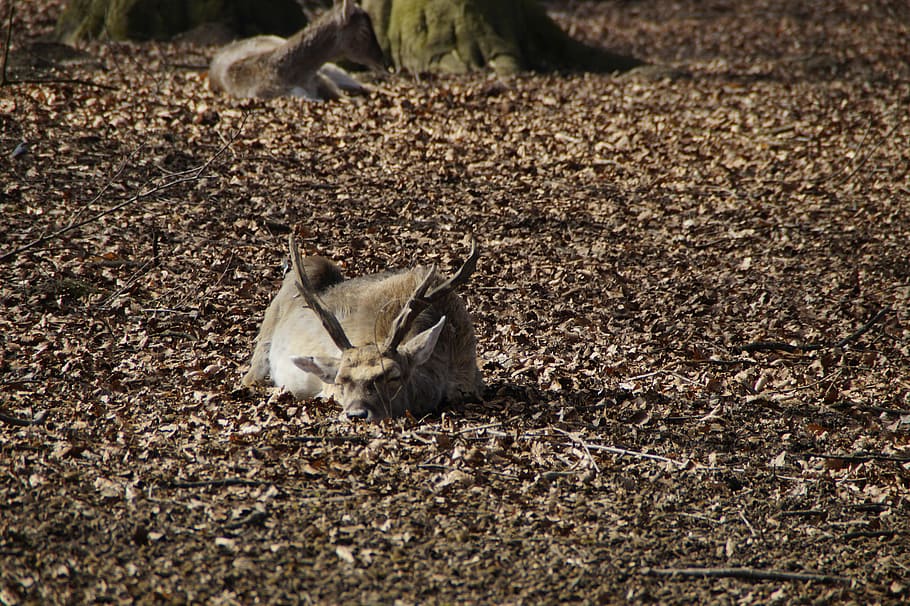 hirsch, relaxed, doze, dozing, relaxation, wild, sun, enjoy HD wallpaper