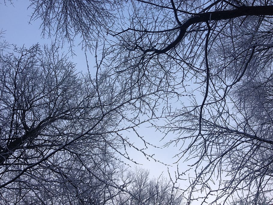 trees, cloud, sky, blue sky, weather, snow, winter, branch HD wallpaper