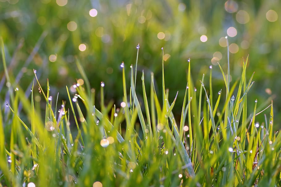 grass, blades, rosa, drops, water, morning, single, green, meadow HD wallpaper