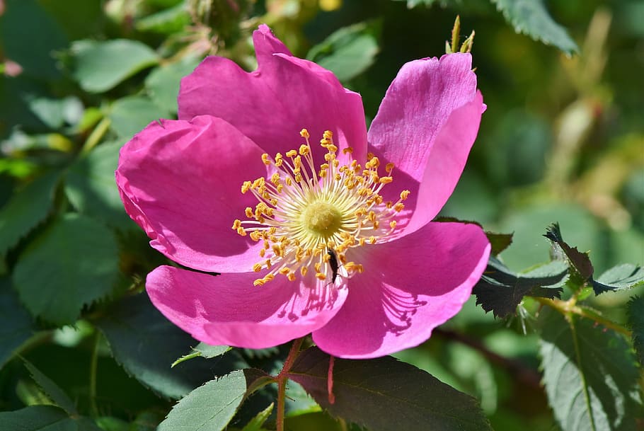 closeup photo of pink petaled flower, anemone, florets, blossom HD wallpaper