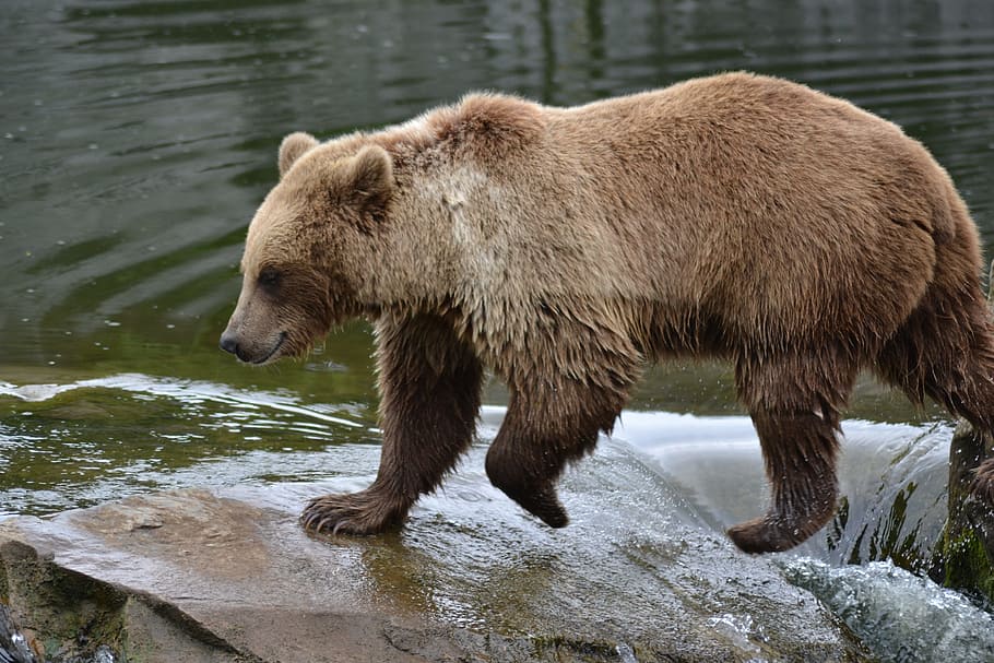 bear, water, river, canada, zoo, predator, animal world, fur HD wallpaper