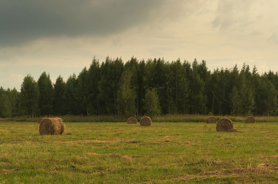 hay bale on green grass field, meadow, rick, summer, forest HD wallpaper