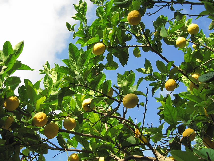 yellow fruits, lemons, citrus, citrus fruit, corfu, healthy eating HD wallpaper
