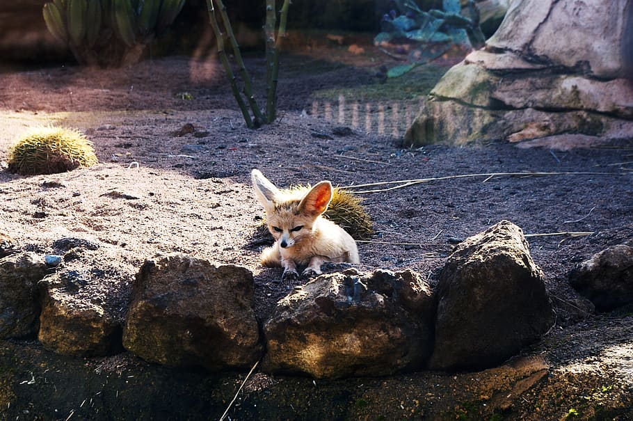 zoo, morocco, animals, animal themes, mammal, one animal, solid HD wallpaper