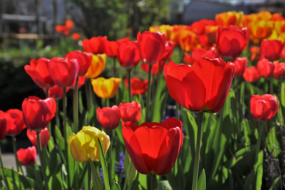 red and yellow tulips in bloom at daytime, spring, flower, plant HD wallpaper