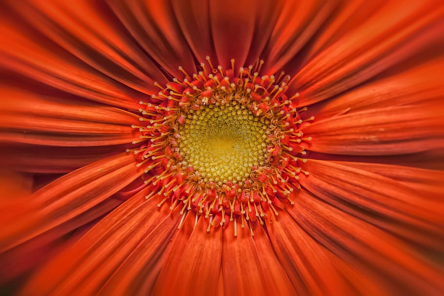 macro photography of red daisy flower, gerbera, orange, yellow HD wallpaper