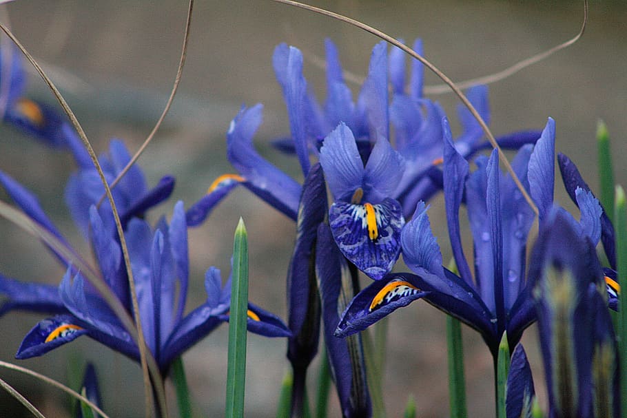 nature, plant, flower, iris, spring, blue, flowering plant HD wallpaper