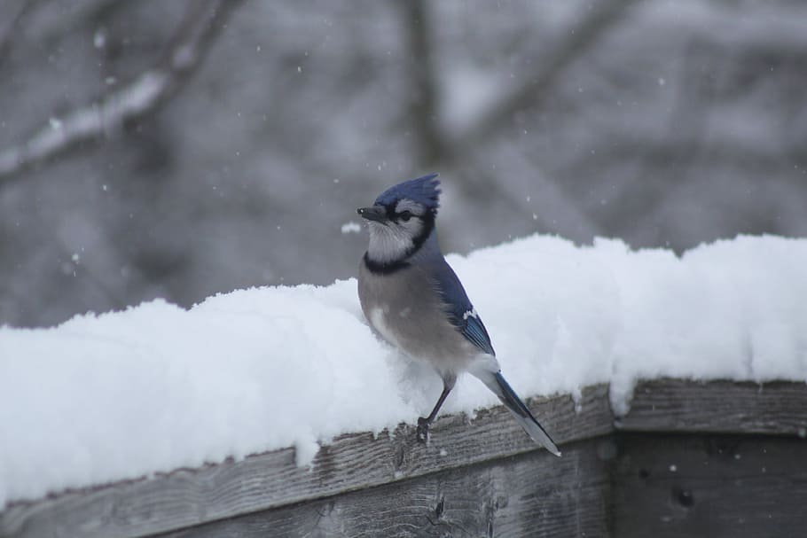 blue jay, snow, railing, cold, winter, bird, cold temperature HD wallpaper