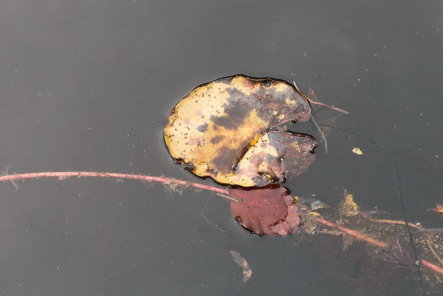 Pond, Lake, Leaf, Lily Pad, Beech, beech leaf, water, waters HD wallpaper