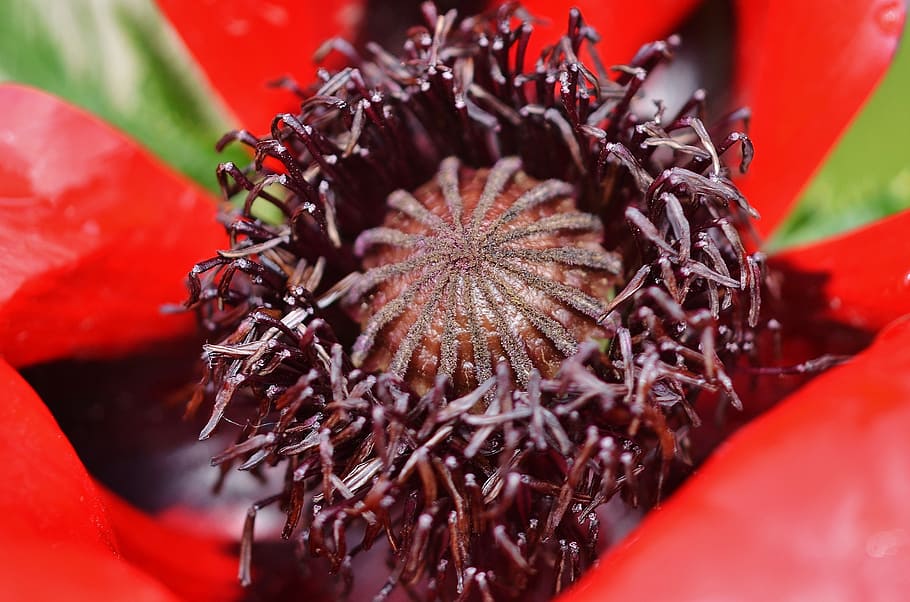 flower, red, nature, macro, garden, green, plant, summer, leaf HD wallpaper