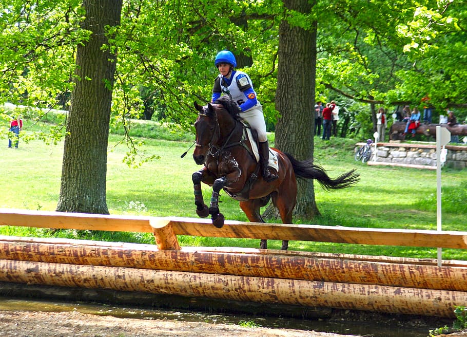 Versatility, Ride, versatility examination, eventing, marbach HD wallpaper