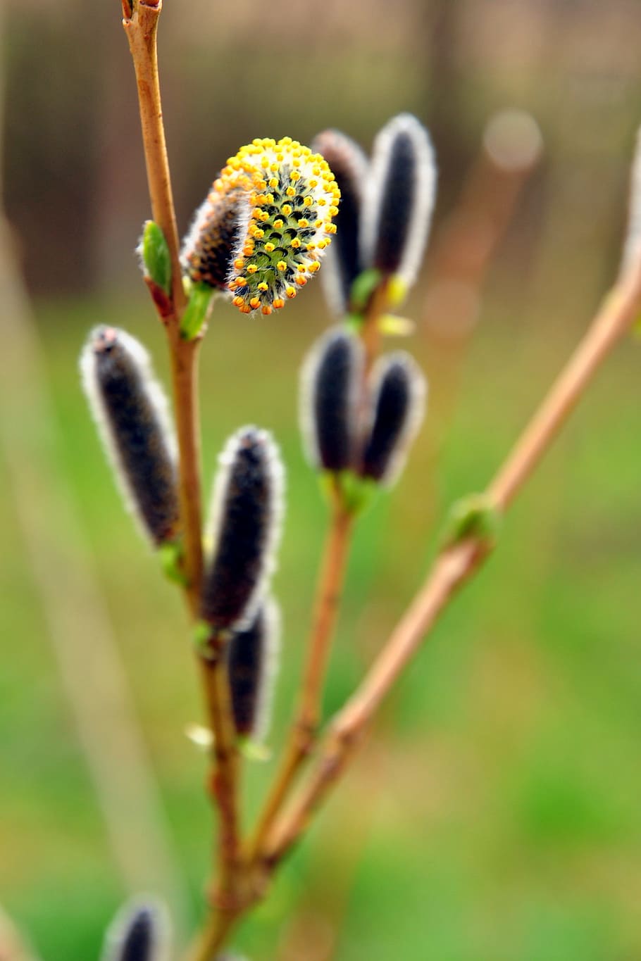 Spring, Plant, Flowering, Nature, green, close-up, macro, green Color HD wallpaper