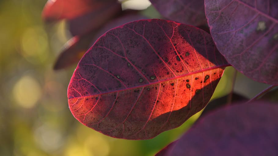 Leaves, Violet, Translucent, autumn, leaf, nature, leaf veins HD wallpaper