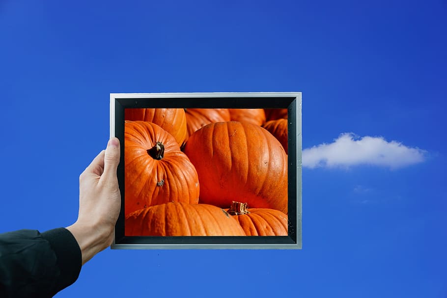 pumpkin, fruit, orange, autumn, cucurbita maxima, choose, large HD wallpaper