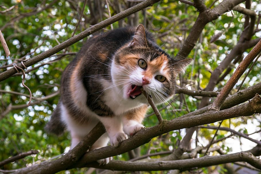 calico cat eating tree branch, climb, aesthetic, lucky cat, nibble, HD wallpaper