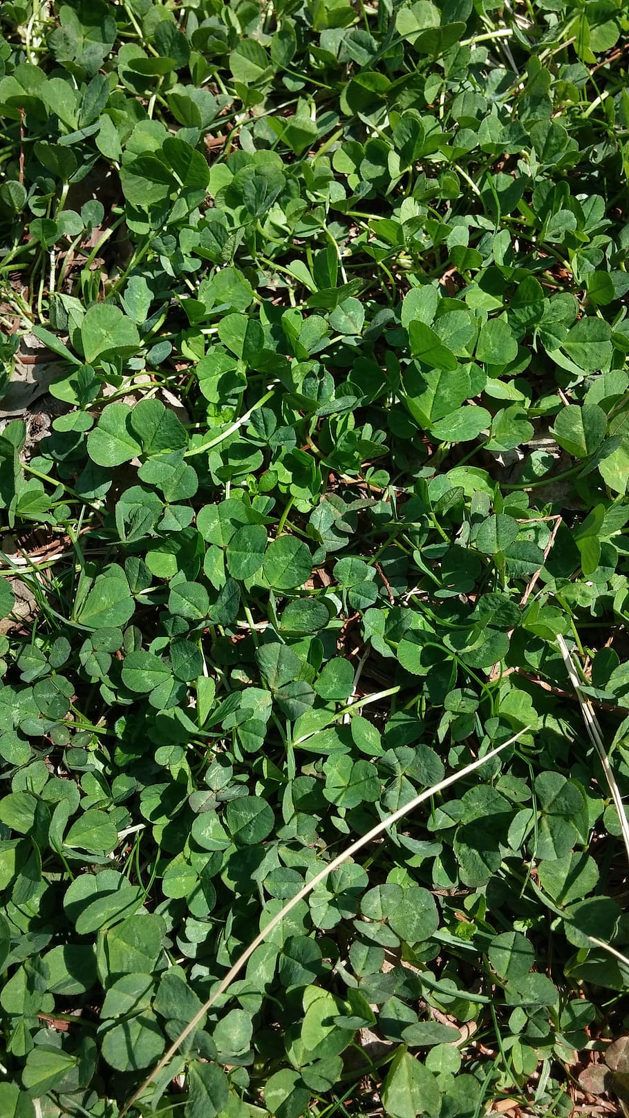 pool, shamrock, clover, nature, leaf, green Color, backgrounds HD wallpaper