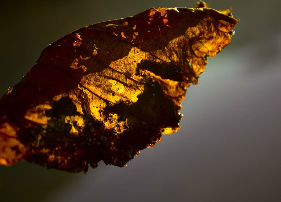 leaf, autumn, fall foliage, forest, golden, tree, plant, yellow HD wallpaper
