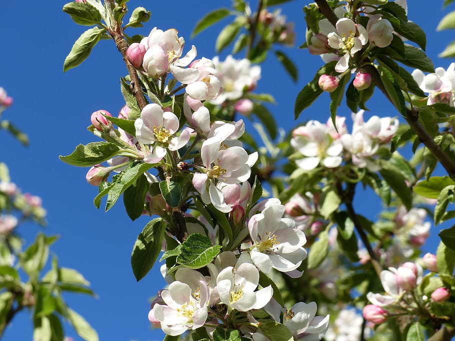 Apple Blossom, Blossom, Tree, Garden, Colors, sky, spring, flower HD wallpaper