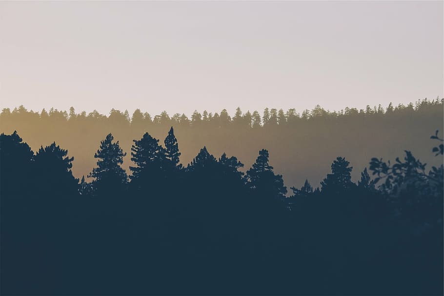 silhouette of trees, tree line, nature, green, plant, landscape HD wallpaper