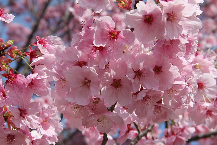 flower, cherry, flora, branch, tree, nature, garden, blooming HD wallpaper