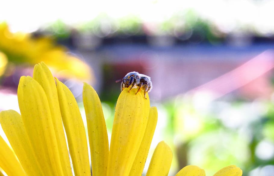 macro, insect, yellow, flower, nature, bug, summer, color, garden HD wallpaper