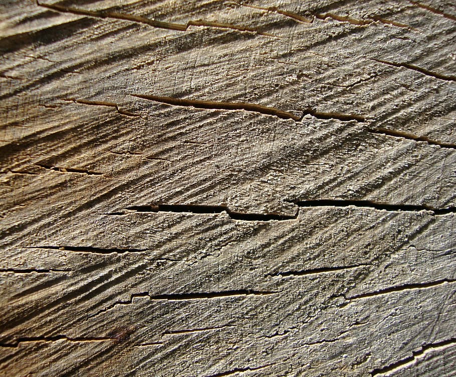 wood grain, tree stump, tree rings, trunk, texture, log, backgrounds HD wallpaper