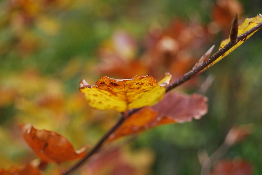 leaf, red, orange, yellow, autumn, plant part, close-up, beauty in nature HD wallpaper