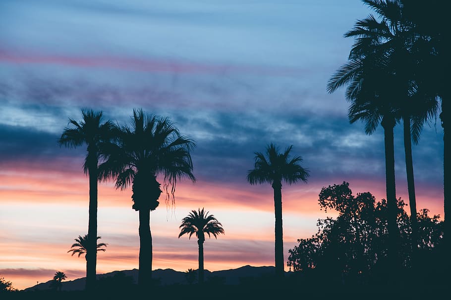 clouds, dawn, dusk, palm trees, silhouette, sky, sunrise, sunset HD wallpaper