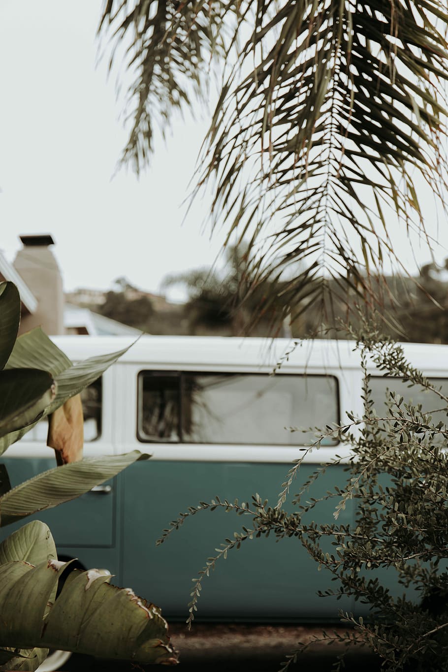 through the trees, blue and white bus, vehicle, vw, campervan HD wallpaper