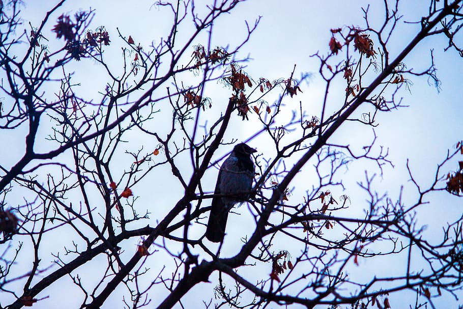 bird, branch, nature, leaf, animal, forest, tree, plant, low angle view HD wallpaper